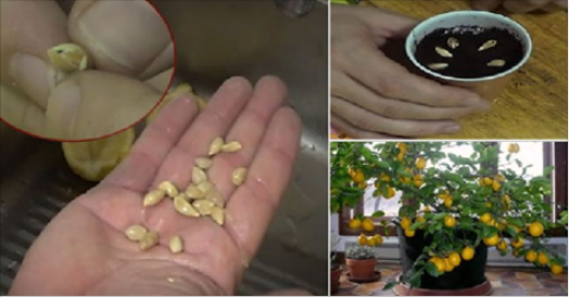 How To Grow An Organic Lemon Tree From Seed Easily In Your Own Home – Hangover Cure