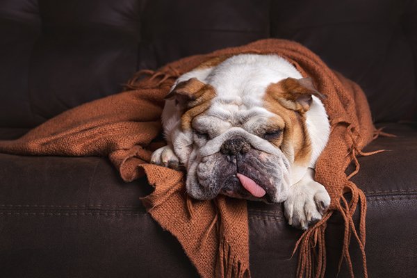 Hypothyroidism in Dogs — Why Does It Happen and Can You Treat It? hypothyroidism in dogs why does it happen and can you treat it - Hypothyroidism in Dogs — Why Does It Happen and Can You Treat It?