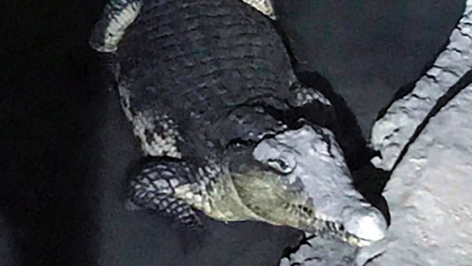 russian police discover crocodile in basement during weapons raid - Russian police discover crocodile in basement during weapons raid