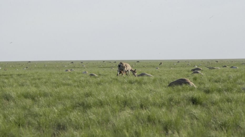 File photo - Saiga antelope with a baby grazes next to carcasses of dead antelopes lying on a field, in the Zholoba area of the Kostanay region, Kazakhstan, in this handout photo provided on May 20, 2015 by Kazakhstan's Ministry of Agriculture. (REUTERS/Kazakhstan's Ministry of Agriculture/Handout via Reuters)