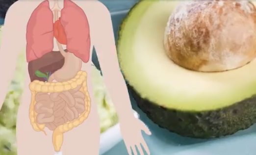 what eating a banana and an avocado every day can do to your body hangover cure - What Eating a Banana and an Avocado Every Day Can Do to Your Body – Hangover Cure