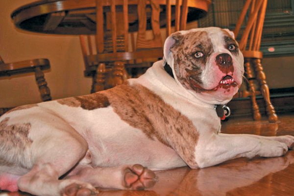 1517912839 238 8 facts about the alapaha blue blood bulldog - 8 Facts About the Alapaha Blue-Blood Bulldog