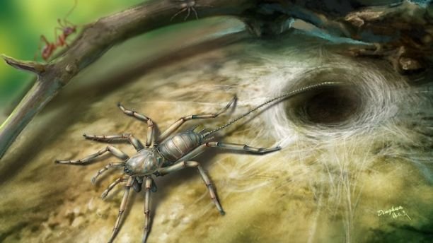 100 million year old spider