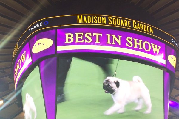 1518655936 775 flynn the bichon frise wins biggie and bean charm the crowd and more highlights - Flynn the Bichon Frisé Wins, Biggie and Bean Charm the Crowd, and More Highlights