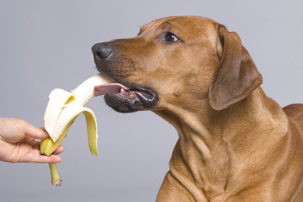 Can Dogs Eat Bananas? Let's Talk About Bananas for Dogs 1518752962 927 can dogs eat bananas lets talk about bananas for dogs - Can Dogs Eat Bananas? Let's Talk About Bananas for Dogs
