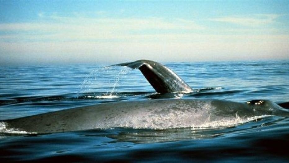 Tourists were caught desecrating and snapping selfies with the carcass of a blue whale that washed up along the coast of Punta Delgada, Chile.