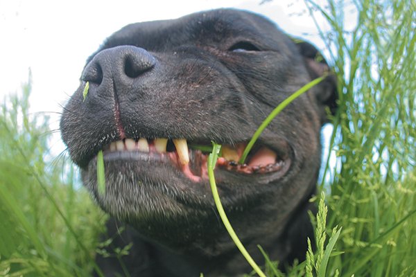 How to Prevent Dog Teeth Problems at Every Stage of Your Canine's Life how to prevent dog teeth problems at every stage of your canines life - How to Prevent Dog Teeth Problems at Every Stage of Your Canine's Life