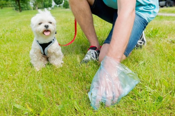 Is Your Dog Pooping Blood? What to Do Next is your dog pooping blood what to do next - Is Your Dog Pooping Blood? What to Do Next