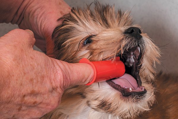 the latest in dog dental health advancements - The Latest in Dog Dental Health Advancements