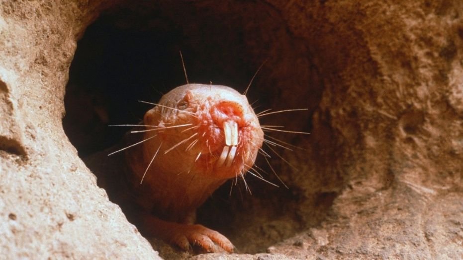 Naked mole rats live in underground colonies in the deserts of East Africa.