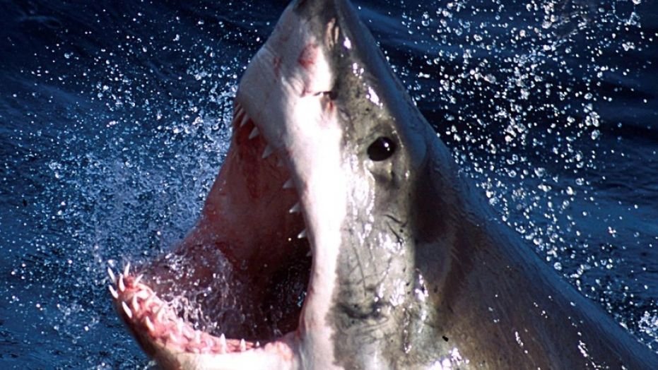 Great white shark Hilton, 1,326-pound real life 'Jaws,' spotted off Gulf Coast great white shark hilton 1326 pound real life jaws spotted off gulf coast - Great white shark Hilton, 1,326-pound real life 'Jaws,' spotted off Gulf Coast