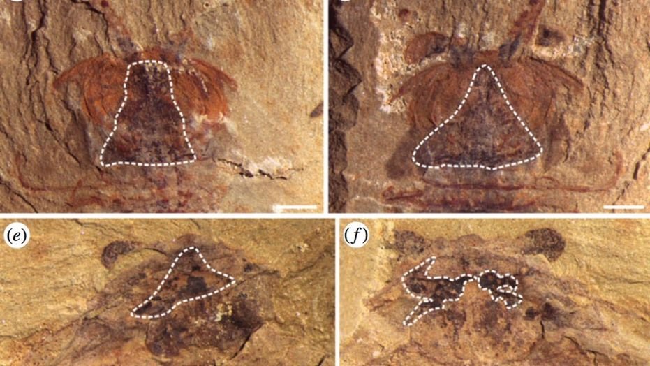 A new study says these blobs definitely aren't brains.