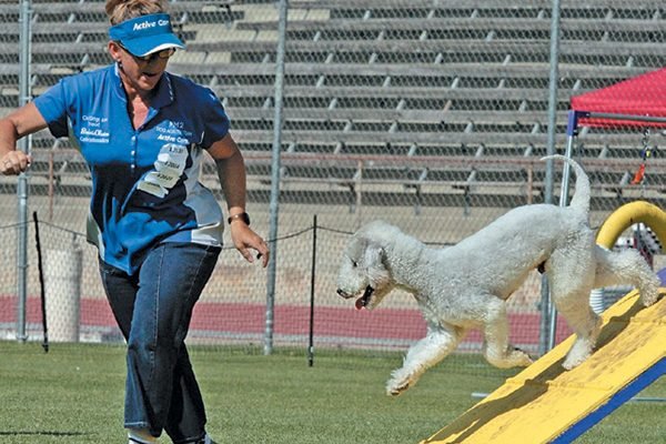 1531927068 942 dog agility get to know the basics of this fun and beneficial sport - Dog Agility — Get to Know the Basics of This Fun and Beneficial Sport