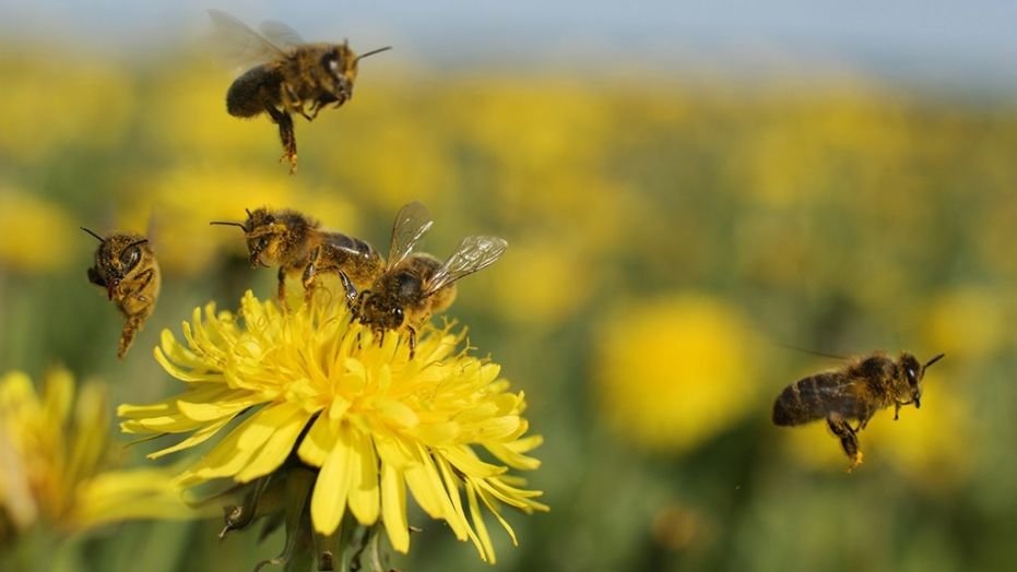 Researchers have looked into what happens to honey bees exposed to an herbicide called glyphosate. 