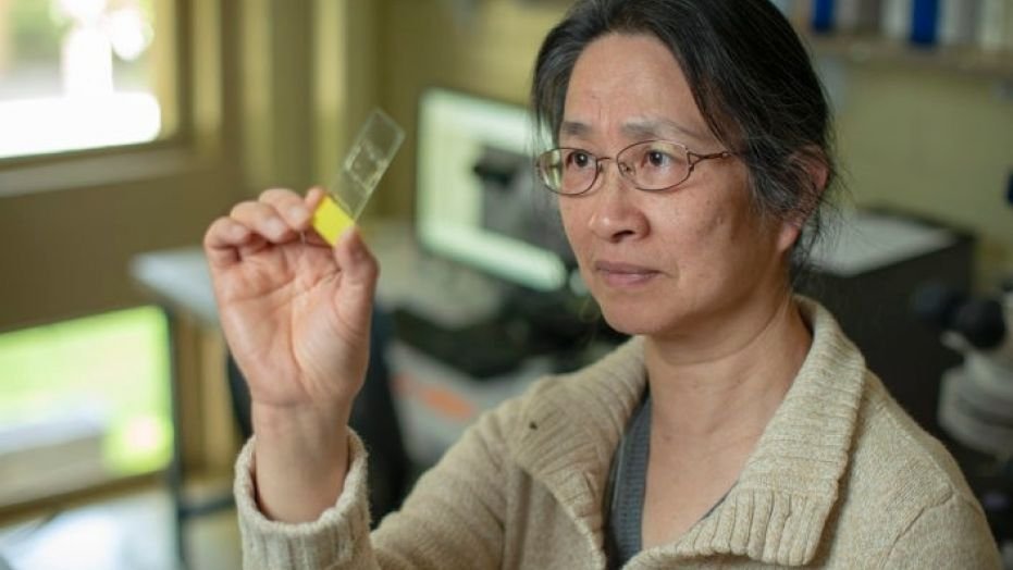 Under a microscope, Professor Li Liu finds and records starch grains