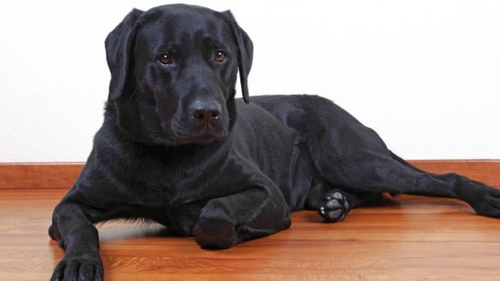 pets can judge time study says - Pets can judge time, study says