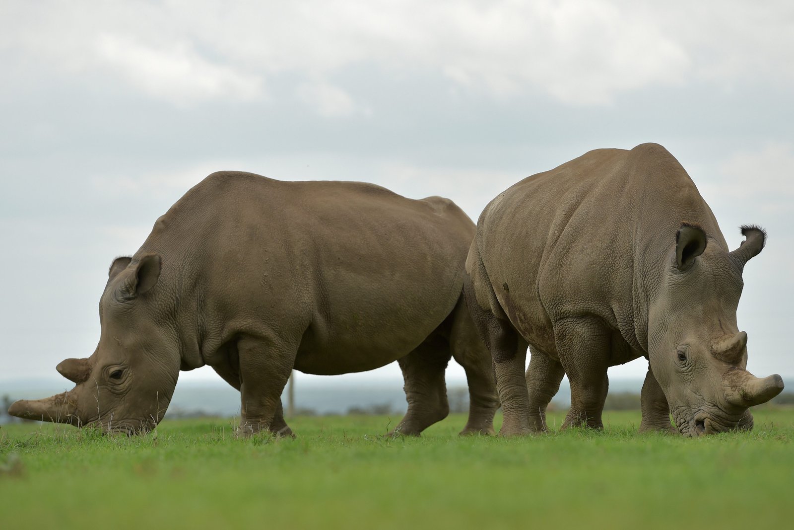 1541652573 rhino rescue scientists may hold key to saving northern white rhinoceros from extinction - Rhino rescue? Scientists may hold key to saving northern white rhinoceros from extinction
