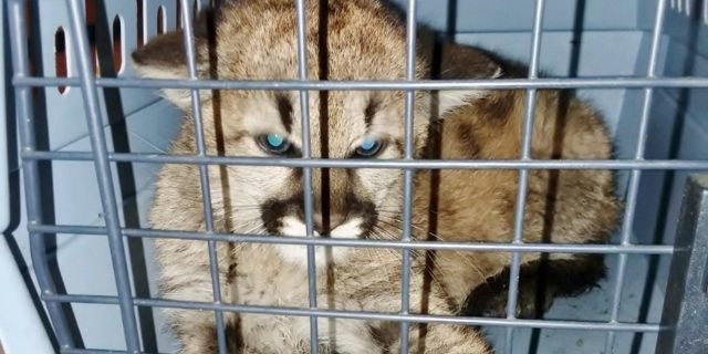 The baby mountain lion, estimated to be six months old, may have not yet been weened off it's mothers milk when it was fed a bratwurst by people in Colorado who brought it into their home.