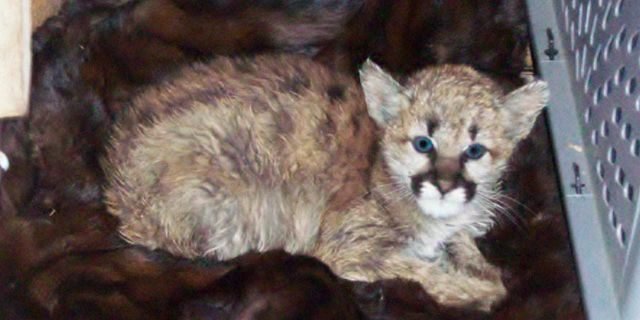 The baby mountain lion was discovered on Monday, after residents said they discovered it in a snowbank.