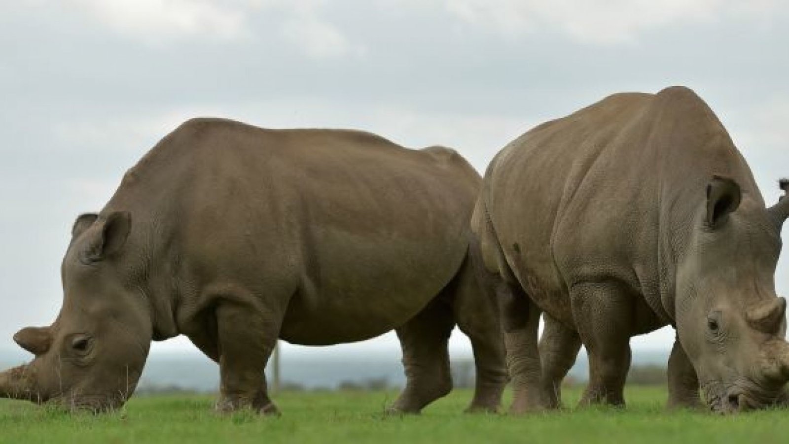 File photo - Najin (L) and Fatu, the only two remaining northern white rhinos graze together in their paddock on March 20, 2018 at the ol-Pejeta conservancy in Nanyuki, north of capital Nairobi. (TONY KARUMBA/AFP/Getty Images)