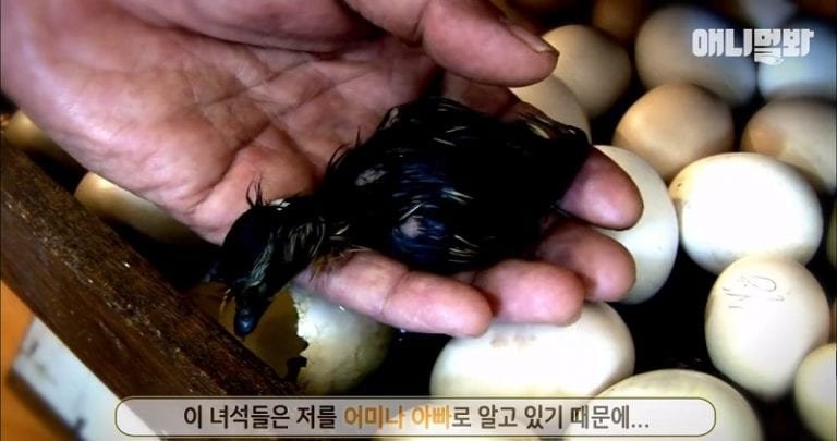 South Korean man with ducklings