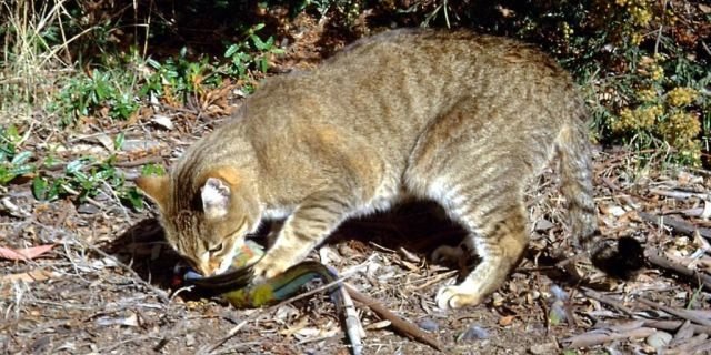 In 2015, the Australian government announced a plan to kill 2 million feral cats by 2020, according to a recent report from The New York Times. Feral cats have invaded almost the whole continent and have been severely damaging to native species. (AP Photo/Department of the Environment, C. Potter)