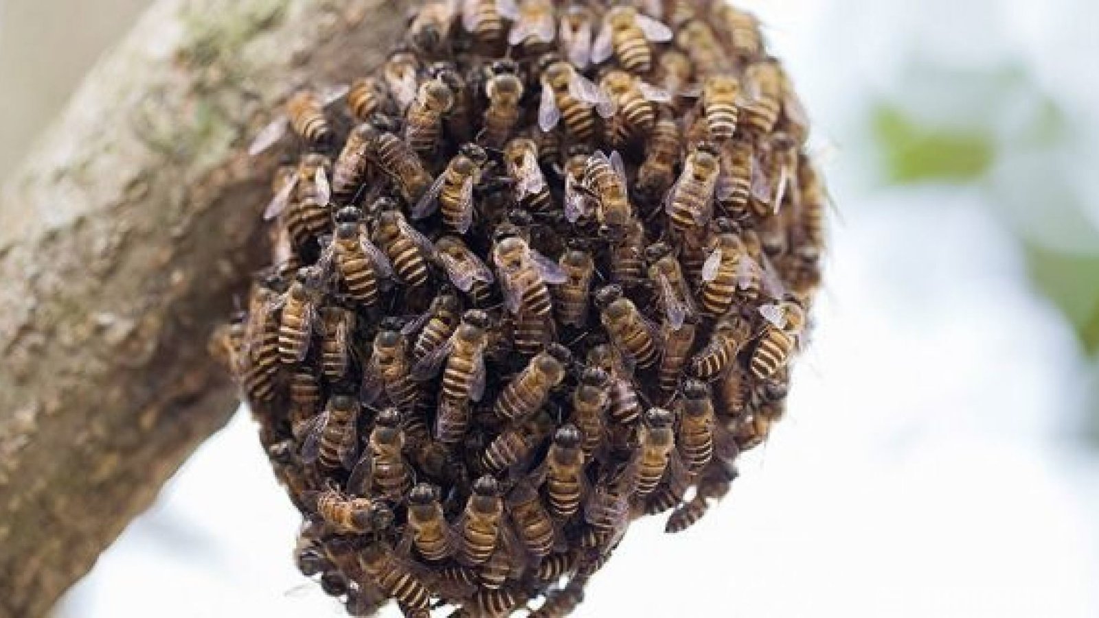 Beekeeper's warm-weather warning: ‘Do not be frightened’ of swarming honeybees beekeepers warm weather warning do not be frightened of swarming honeybees - Beekeeper's warm-weather warning: ‘Do not be frightened’ of swarming honeybees