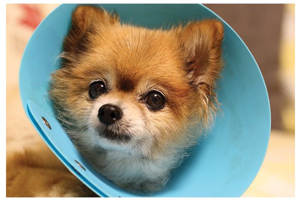 Dog Surgery Help dog surgery help - Dog Surgery Help