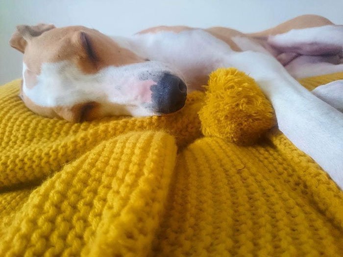 1562290024 476 89 year old woman has knitted 450 blankets for shelter dogs and its adorable - 89-Year-Old Woman Has Knitted 450 Blankets For Shelter Dogs, And It’s Adorable