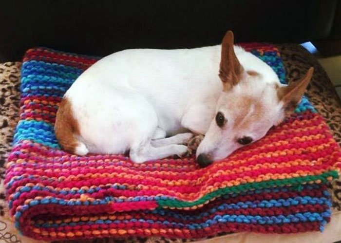 1562290025 314 89 year old woman has knitted 450 blankets for shelter dogs and its adorable - 89-Year-Old Woman Has Knitted 450 Blankets For Shelter Dogs, And It’s Adorable