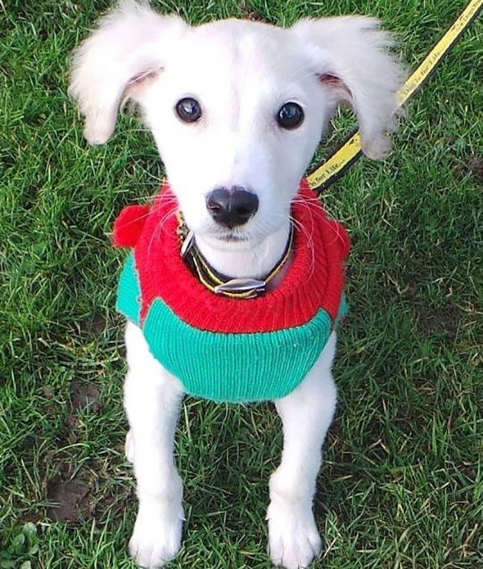 1562290025 643 89 year old woman has knitted 450 blankets for shelter dogs and its adorable - 89-Year-Old Woman Has Knitted 450 Blankets For Shelter Dogs, And It’s Adorable