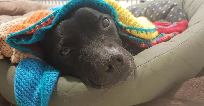 1562290026 101 89 year old woman has knitted 450 blankets for shelter dogs and its adorable - 89-Year-Old Woman Has Knitted 450 Blankets For Shelter Dogs, And It’s Adorable