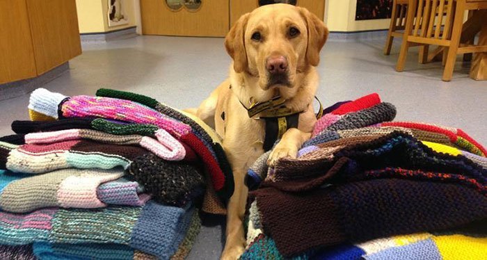 1562290026 439 89 year old woman has knitted 450 blankets for shelter dogs and its adorable - 89-Year-Old Woman Has Knitted 450 Blankets For Shelter Dogs, And It’s Adorable