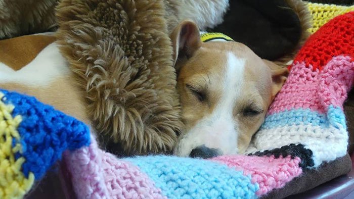1562290027 230 89 year old woman has knitted 450 blankets for shelter dogs and its adorable - 89-Year-Old Woman Has Knitted 450 Blankets For Shelter Dogs, And It’s Adorable