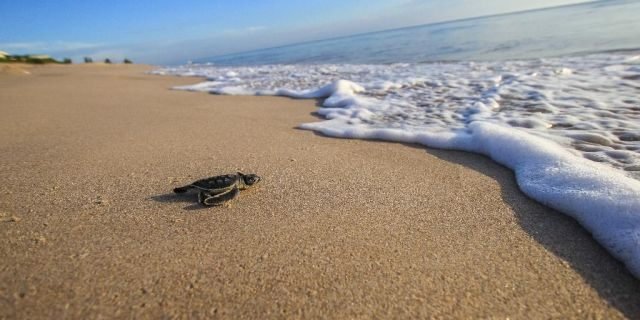 Experts are warning that bright lights and smartphones pose risks to sea turtle hatchlings. In this Aug. 13, 2015 photo made available by the University of Central Florida, a green turtle hatchling makes its way to the Atlantic Ocean at the Archie Carr Wildlife Refuge in Melbourne, Fla.