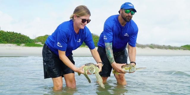 Members of the SeaWorld rescue team returning rescued sea turtles to the ocean. (Bethany Bagley/SeaWorld Orlando)