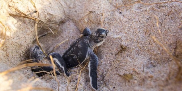 In this Aug. 13, 2015 photo made available by the University of Central Florida, green turtle hatchlings emerge from their nests at the Archie Carr Wildlife Refuge in Melbourne, Fla.