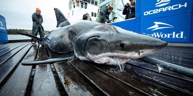 great white shark captured off us coast with gash on head was bitten by even bigger shark experts say - Great white shark captured off US coast with gash on head was bitten by even bigger shark, experts say