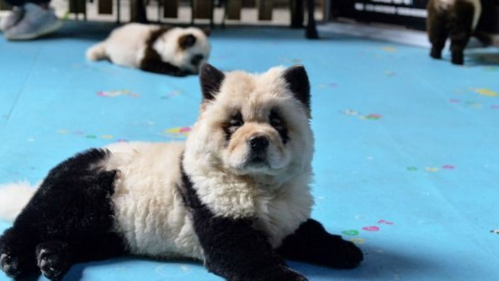 File photo: A dog dyed black and white to mimic a panda cub is pictured at Cute Pet Games cafe in Chengdu in China's southwestern Sichuan province on October 23, 2019. (Photo by STR / AFP) / China OUT (Photo by STR/AFP via Getty Images)