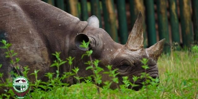 Fausta lived a free-range life until 2016, when she was taken to a sanctuary due to health problems, officials said.