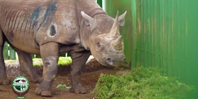 Fausta, a 57-year-old black rhino, pictured here in Ngorongoro, Tanzania, died from natural causes on Friday, conservation authorities said.