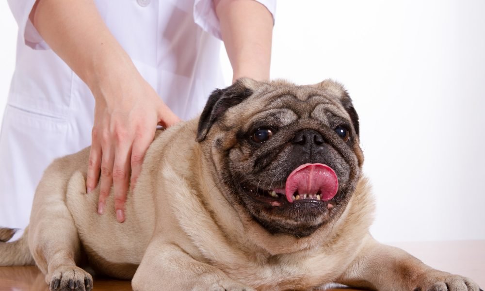 What’s Wrong With My Dog? 6 Health Symptoms You Should Never Ignore
