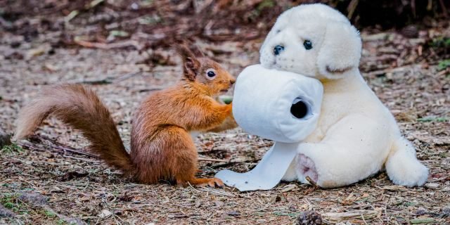 The woodland animal is also seen trying to fight another shopper (an Andrex puppy-style cuddly toy) for what appears to be the last toilet roll! (Credit: SWNS)