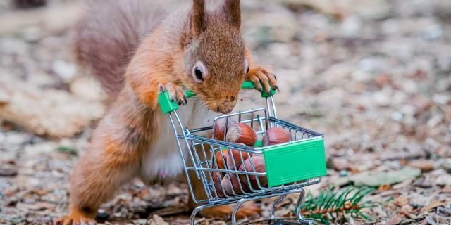 Red squirrel with a shopping trolley full of acorns in Carnie Woods, Aberdeenshire by photographer Jeffrey Wang. (Credit: SWNS)