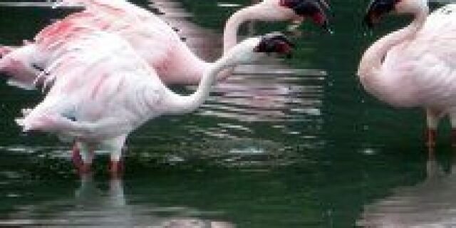nasty in pink flamingos with brighter feathers are more aggressive than others study says - Nasty in pink: Flamingos with brighter feathers are more aggressive than others, study says