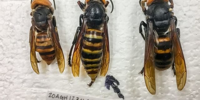 Asian giant worker and queen hornet, along with specimen caught. (Credit: Washington State Dept. of Agriculture)