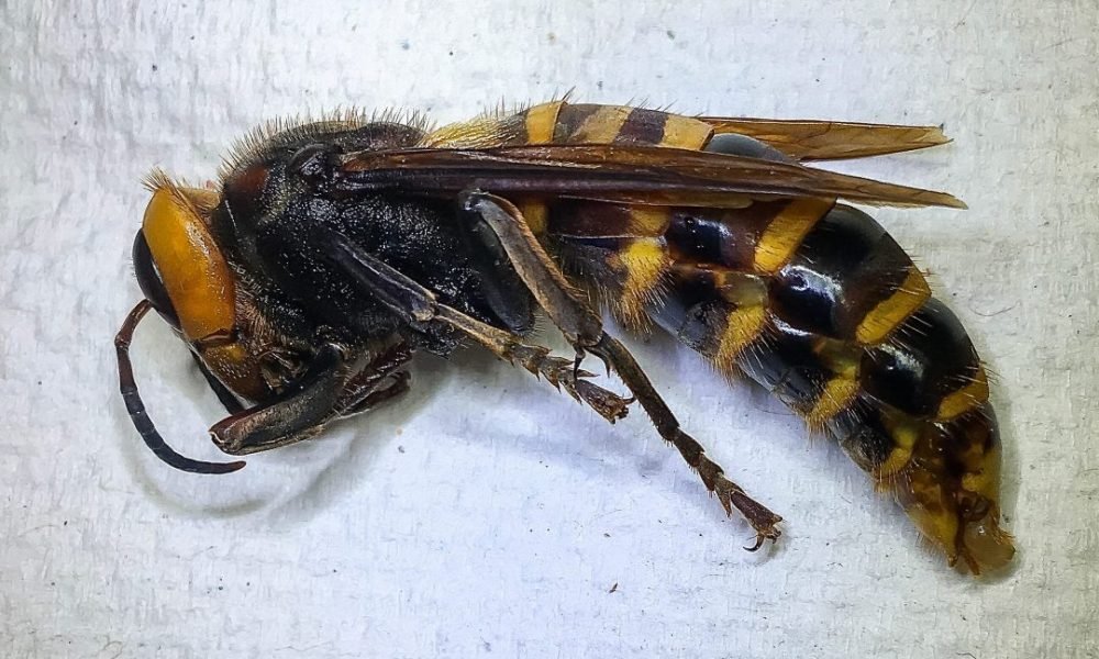 1596457933 murder hornet trapped for first time in washington state experts say 1000x600 - 'Murder hornet' trapped for first time in Washington state, experts say