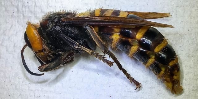 Asian giant hornet. (Credit: Washington State Dept. of Agriculture)