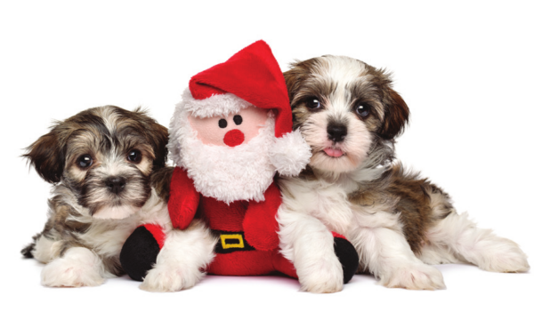 55 stuff the stockings with care dogster - Stuff the Stockings with Care – Dogster