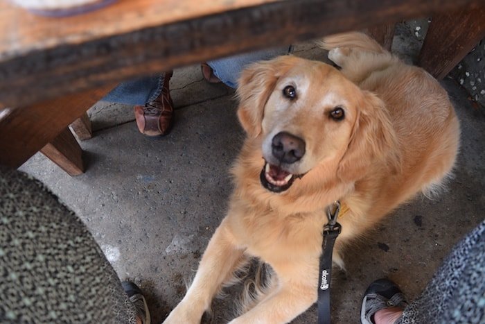 5. Under Restaurant Table 2 - Training Your Dog To Behave At Pet Friendly Restaurants